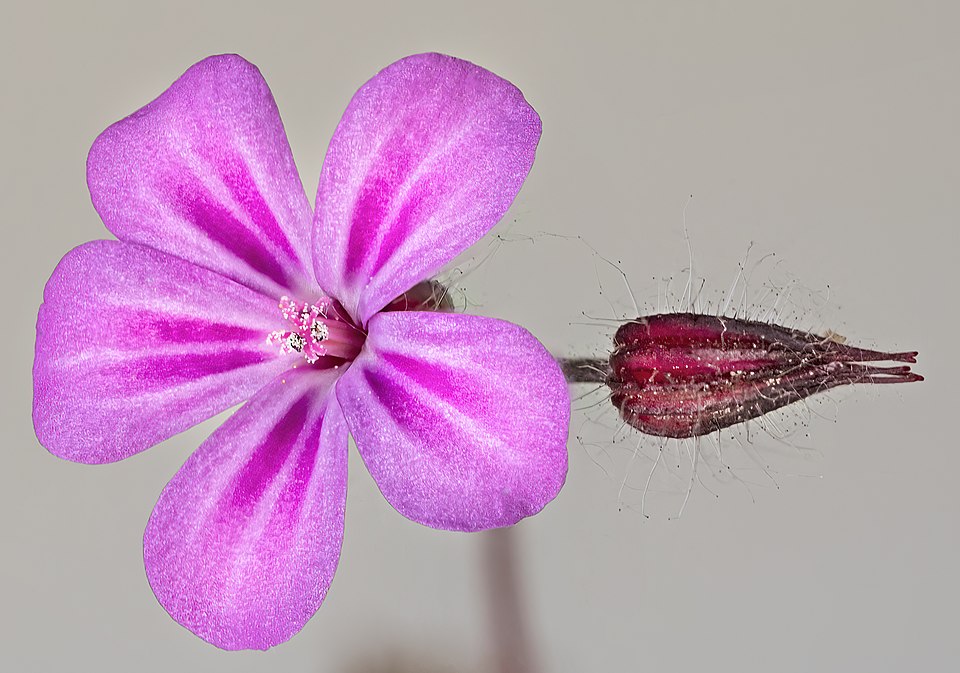 Géranium robert