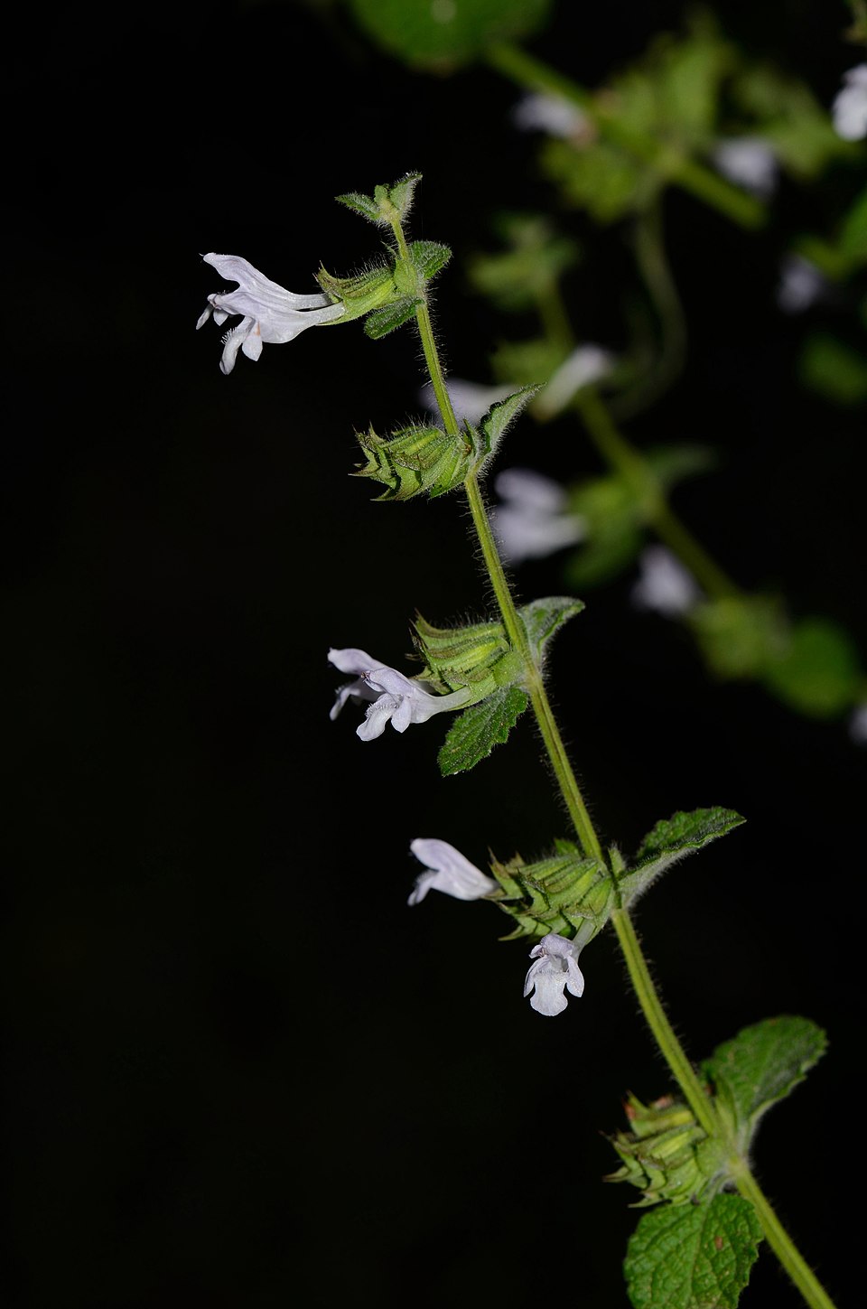 Mélisse