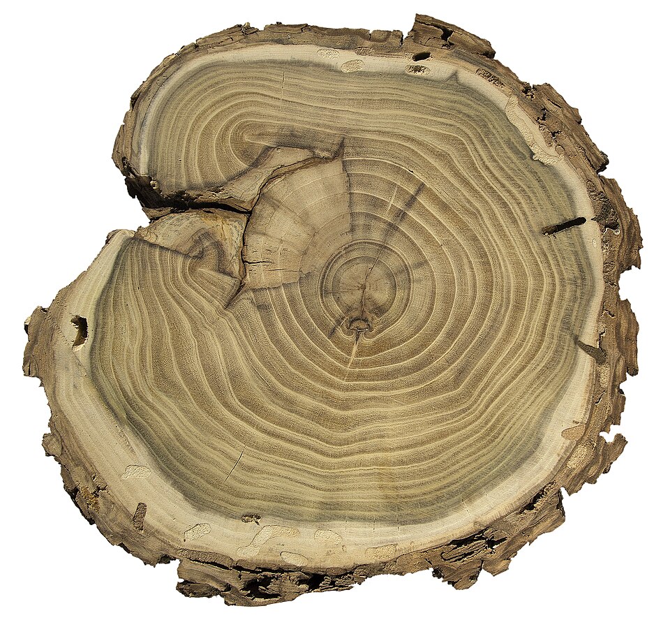 Robinier (accacia)