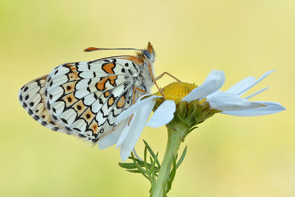 Camomille Romaine