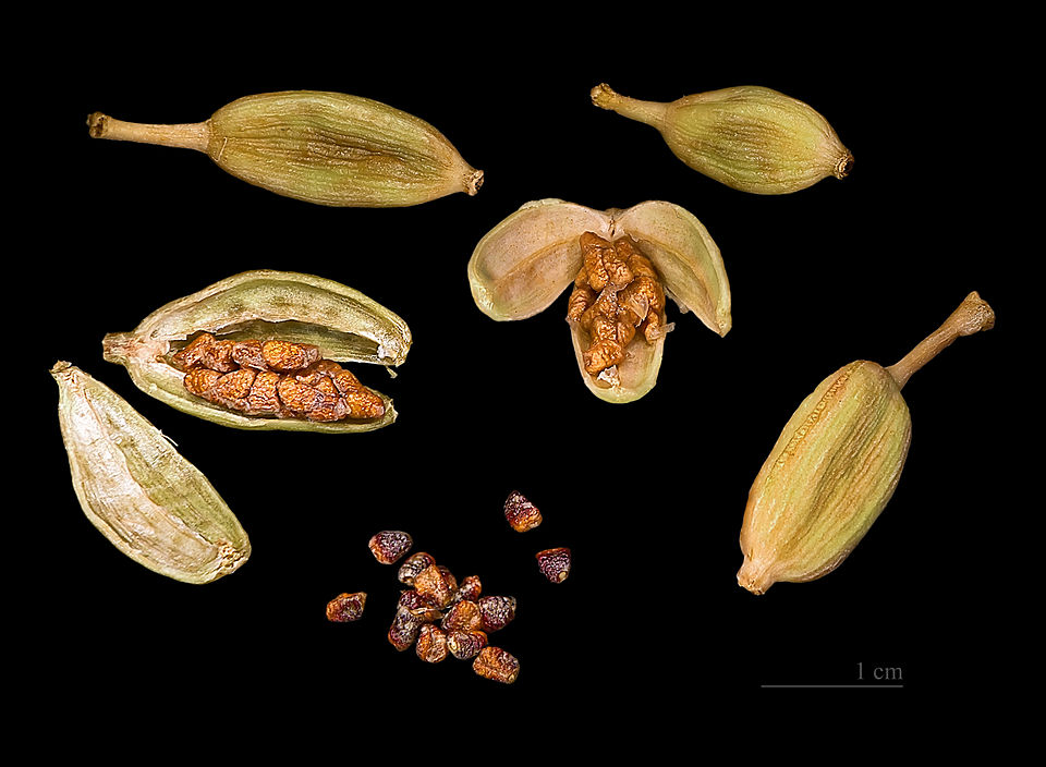 Cardamome